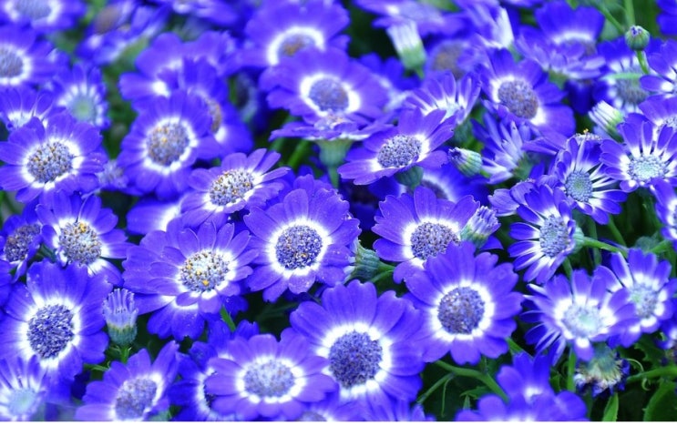  시네나리아 꽃말 살펴보기