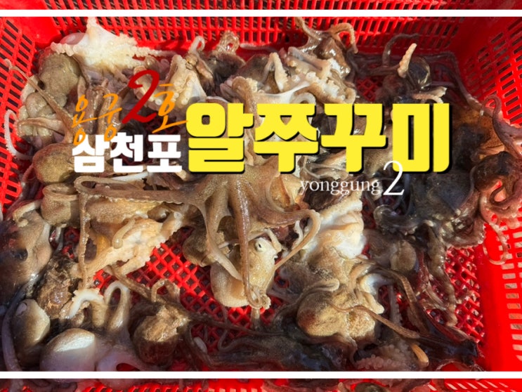  삼천포 용궁호 주간 쭈꾸미 낚시 조행기