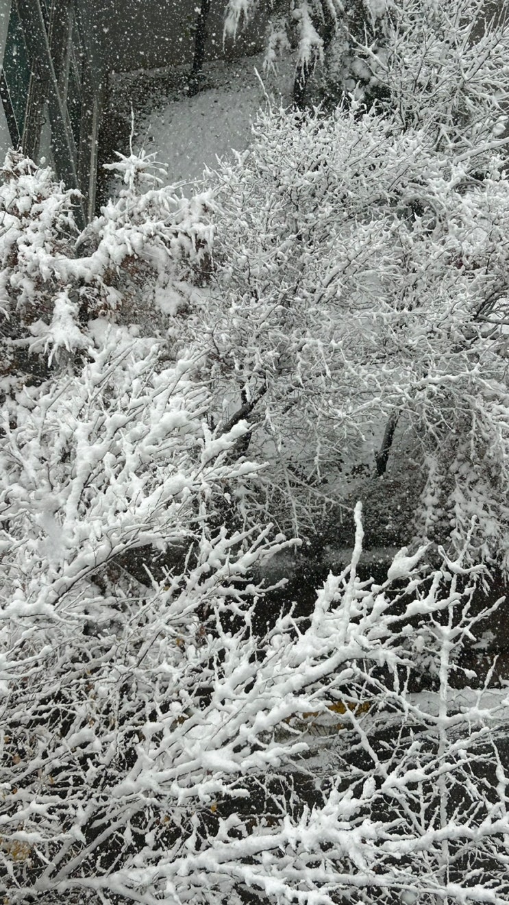 여름 더위에 질려 쓰는 지난 가을, 겨울 일기