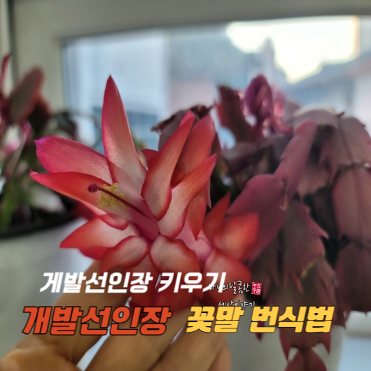 겨울에 피는 개발선인장 꽃 게발선인장 키우기 번식하는 방법