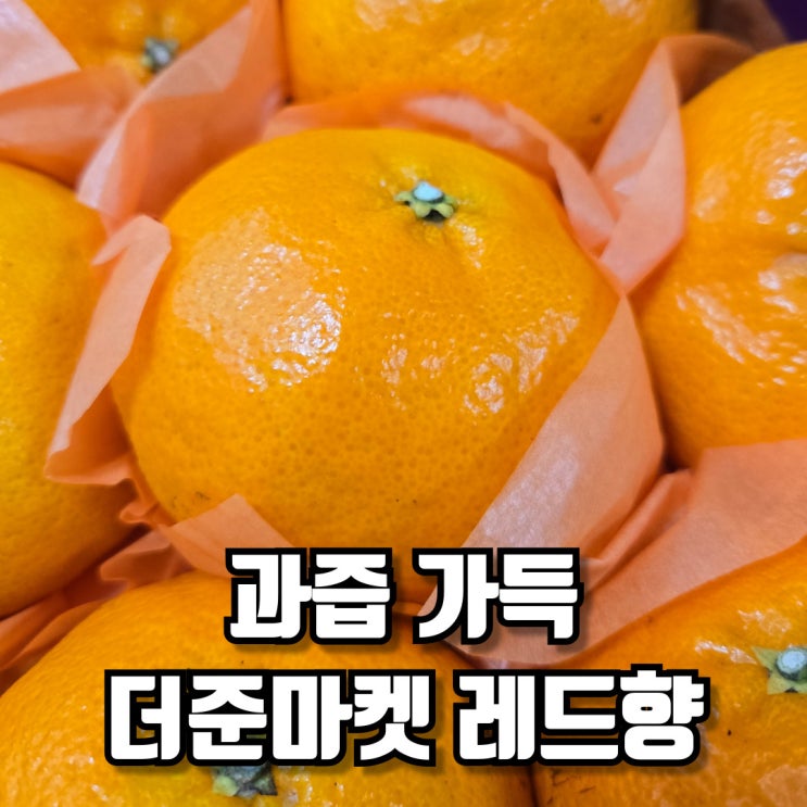  레드향 더준마켓 과즙 가득