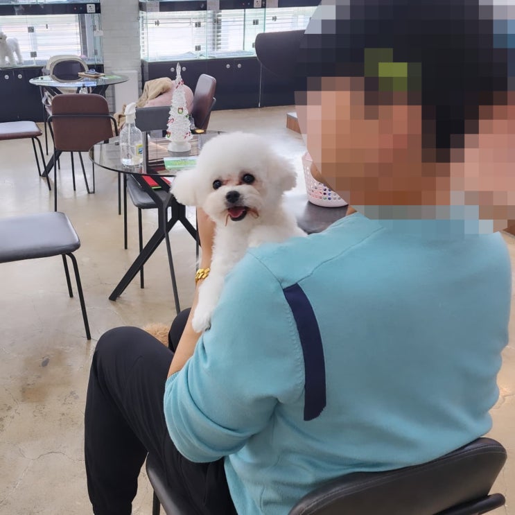  세종시 강아지 호텔 원독 , 안전하고 편안함이 가득함 세종 애견호텔