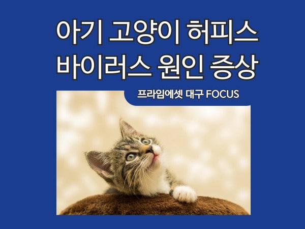 아기 고양이 허피스 치료 바이러스 원인과 증상
