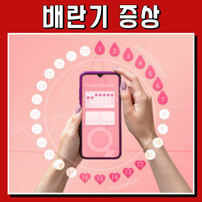  배란기 증상, 내 몸이 달라지는 순간들