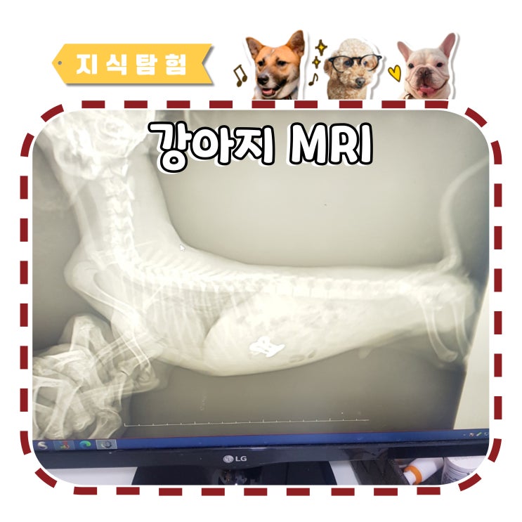  강아지 MRI, CT, 엑스레이 비용 찍는 원인