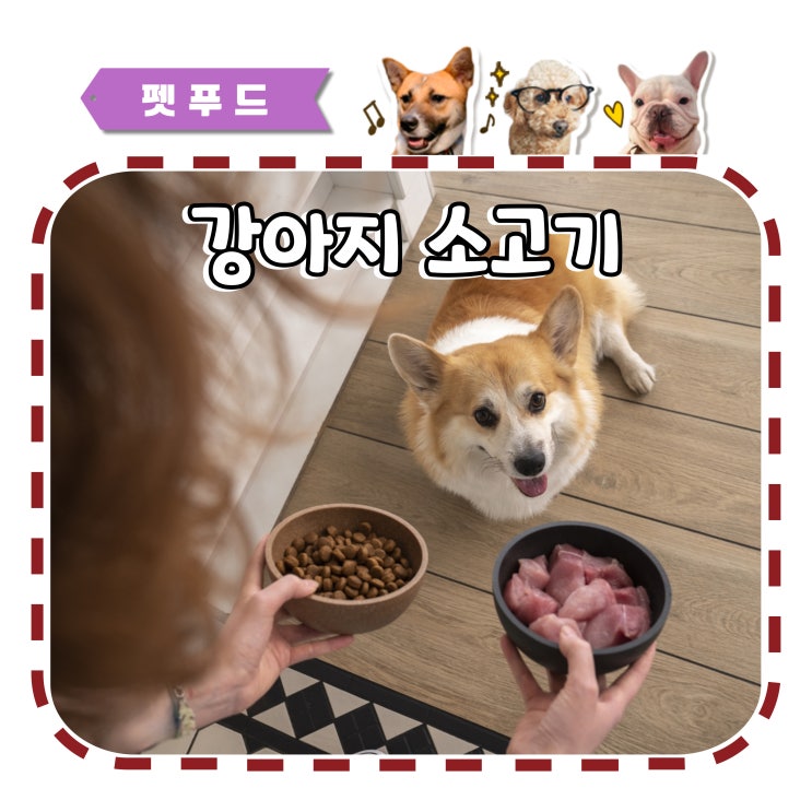  강아지 소고기 급여량과 단백질의 중요성