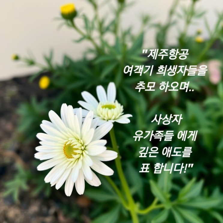<b>제주항공 여객기</b> 추락 <b>사고 희생자</b> 모든 분들 추모합니다
