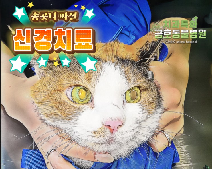  광주 고양이 치과 - 고양이 송곳니 파절 신경치료, 치아흡수 발치, 치조골소실 발치 - 광주 서구 치과 특화 금호동물병원