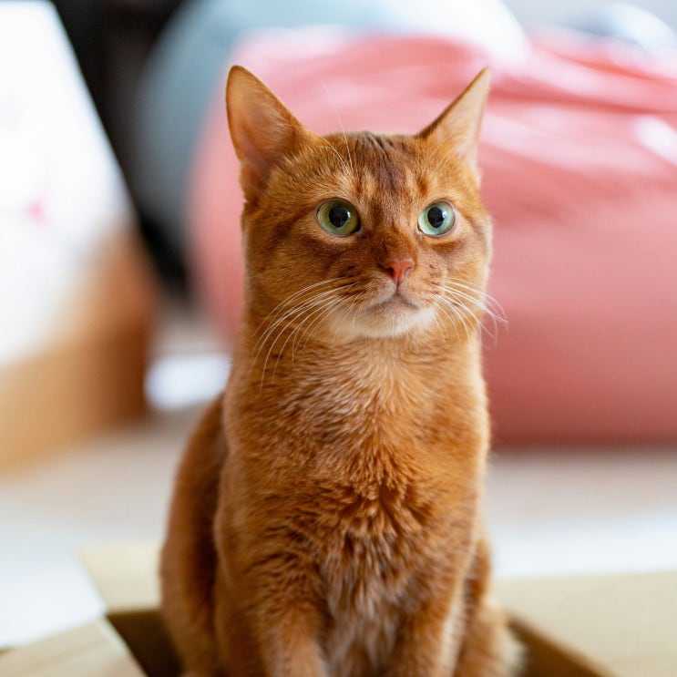  고양이 평균 수명과 건강관리: 길고양이 vs. 집고양이