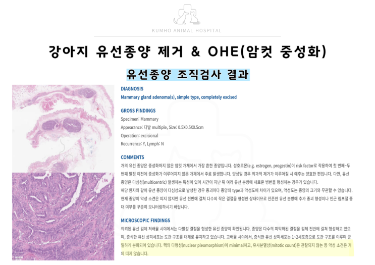  광주 강아지 유선종양 제거 수술 & OHE(암컷 중성화) 수술 Case[광주 서구 동물병원, 금호동 동물병원, 강아지 유선종양 수술, 광주 중성화 수술]