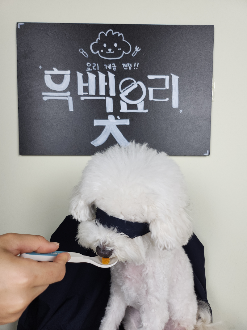 견학당 애견유치원&애견호텔