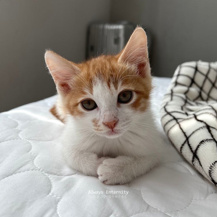  새끼고양이 꿈, 귀여운 해몽의 숨은 의미와 메시지!