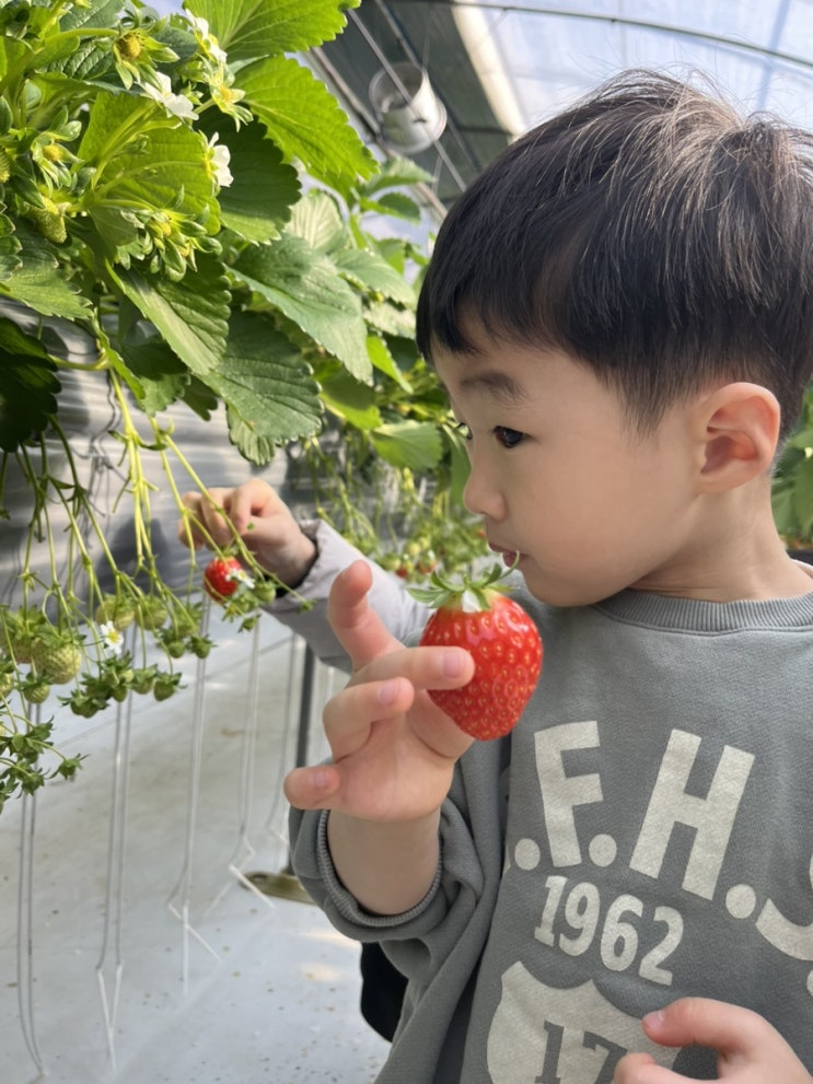  예당농장 - 남양주 딸기체험 : 딸기따기+딸기잼만들기