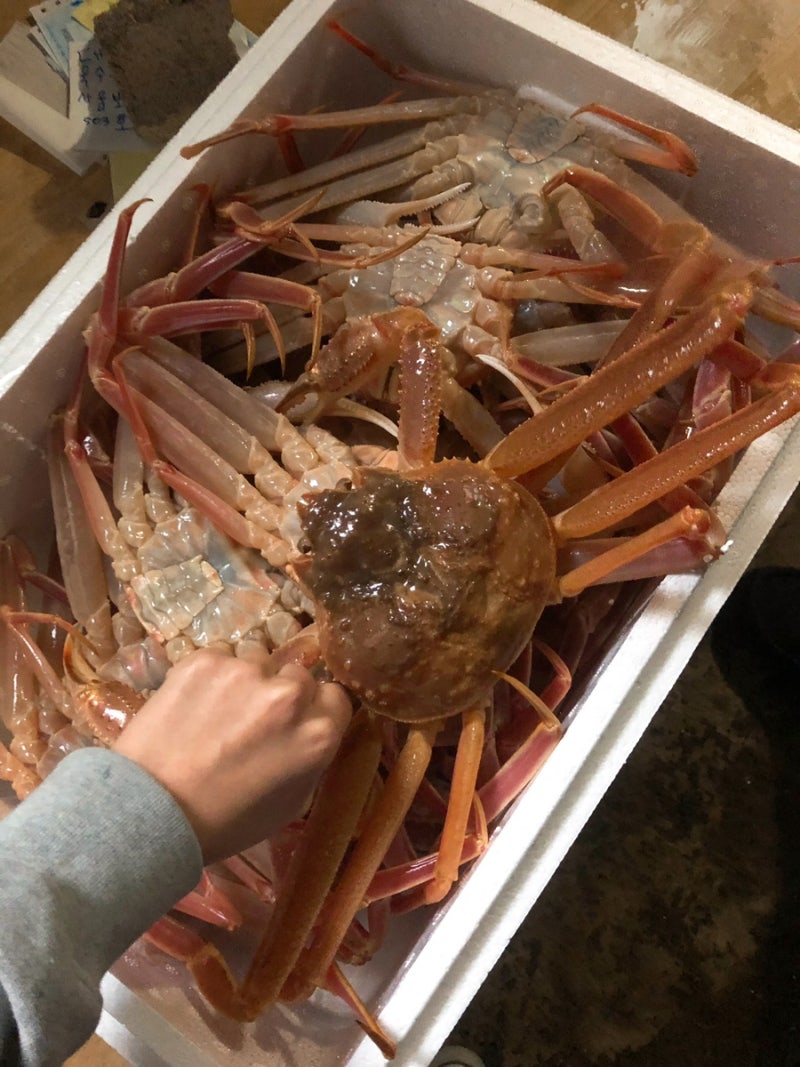 선주 직배송 [영덕대게 맛집] 시세 ,수율 좋은 영덕대게/ 택배,포장,방문 가능한집