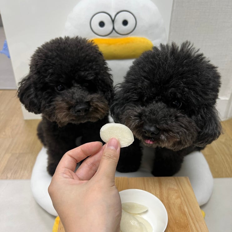  강아지 가래떡 떡국떡 먹어도 되나요?