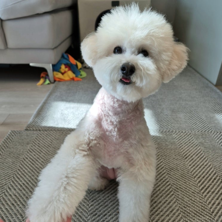  양산애견미용 르네펫살롱 스포팅 컷 대만족 후기