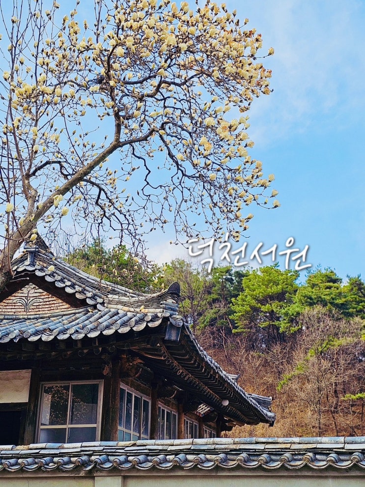  경남 가볼만한곳 거창 덕천서원 벚꽃 목련 개화
