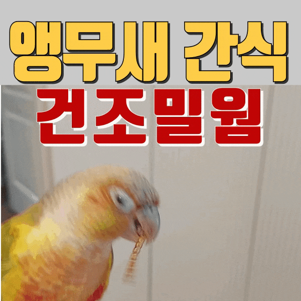  건조밀웜 코뉴어 앵무새 간식으로 단백질 보충해주자
