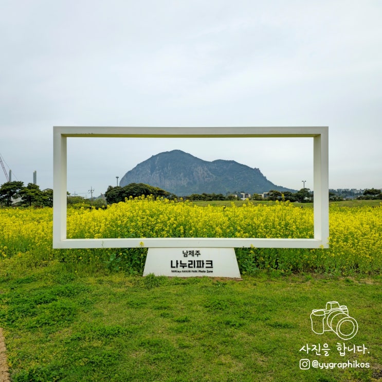  [제주도 서귀포시 화순리] 제주 여행 가볼만한곳, 유채꽃 명소 - 남제주 나누리파크