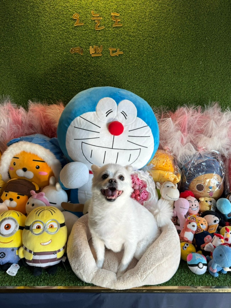 [서울/관악구]강아지 첫 스케일링 후기"행복한 동물병원"마이펫플러스 내돈내산