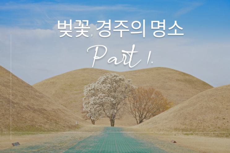  경주의 아름다운 꽃, 아름다운 벚꽃이 피는 경주의 명소 Part 1.
