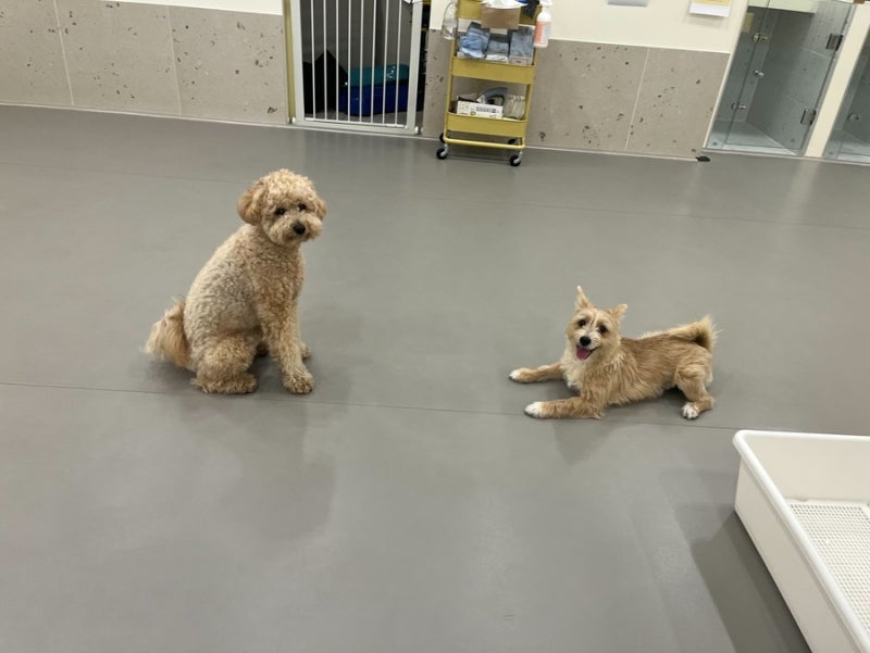 강아지유치원왕왕&애견호텔