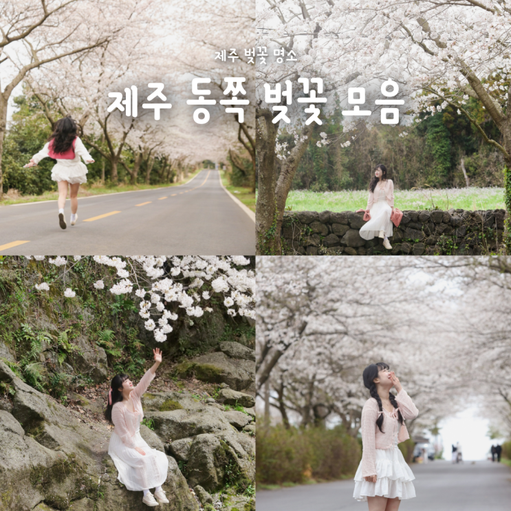  [제주벚꽃명소모음] 조천 와흘전원마을, 성산 난산리 벚꽃길, 혼인지, 신산공원