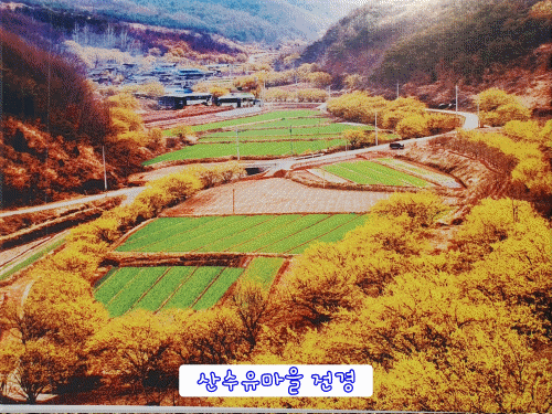  의성 산수유축제 의성 가볼만한 곳 산수유마을