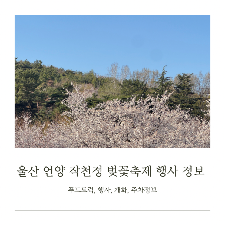  2025 울산 울주 언양 작천정 벚꽃축제 기간 푸드트럭, 행사, 주차, 개화상태, 어린이놀이시설 정보