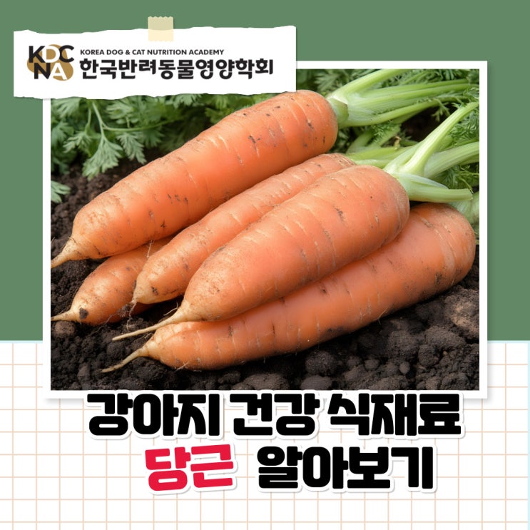  강아지에게 좋은 당근 급여 방법과 효과