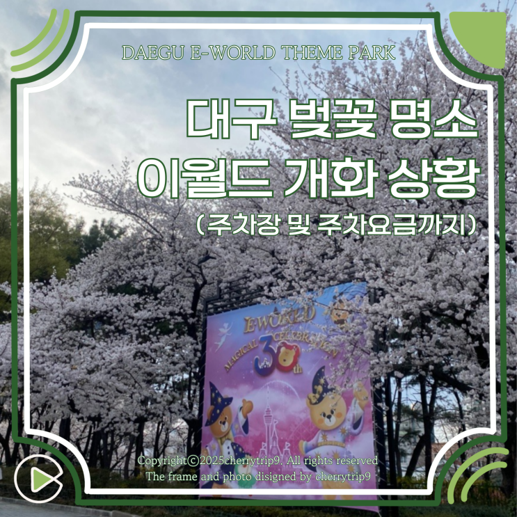  대구 이월드 벚꽃 명소 개화 상황 만개 주차장 야간개장