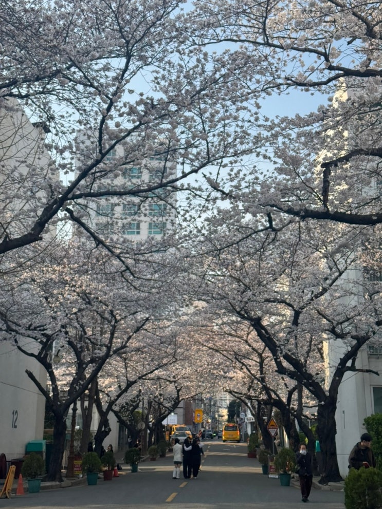 부산 대신동 산복도로 삼익아파트 벚꽃명소 벚꽃개화현황(25.04.01) 부산 대신동 산복도로 삼익아파트 벚꽃명소 벚꽃개화현황(25.04.01)