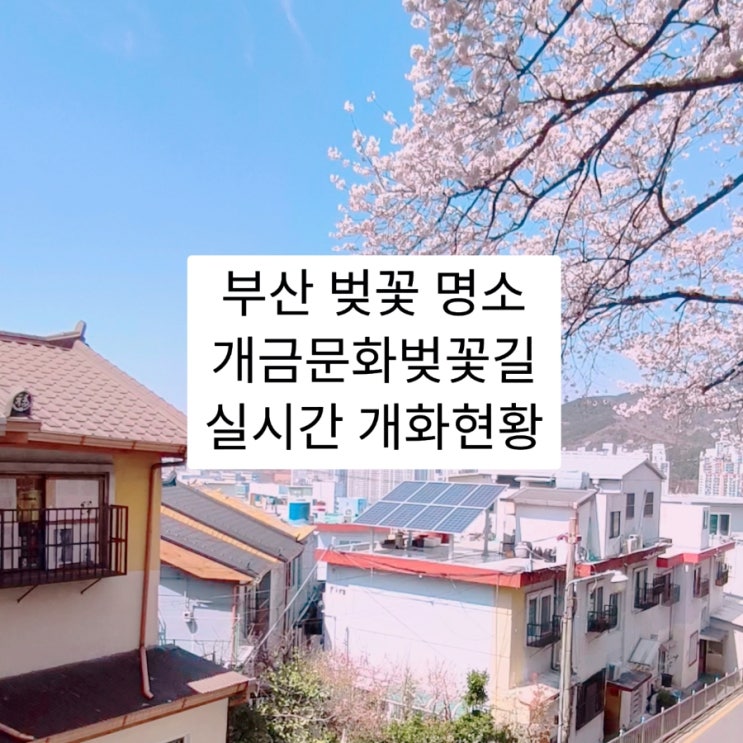  부산 개금 벚꽃문화길 명소 실시간 개화현황