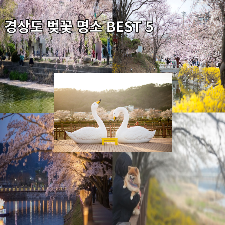  벚꽃명소 BEST 5곳 추천 창녕연지못만년교 김천연화지 외