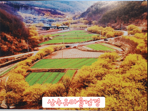  의성 산수유축제 의성 가볼만한곳 산수유마을
