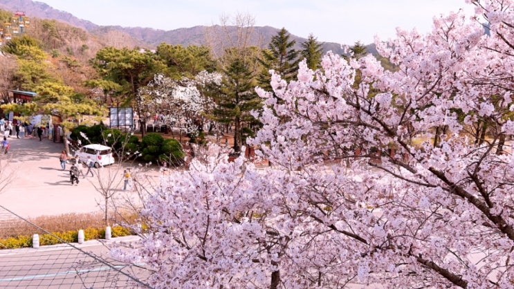  경기도 과천 벚꽃 나들이 다양한 볼거리가 있는 서울대공원
