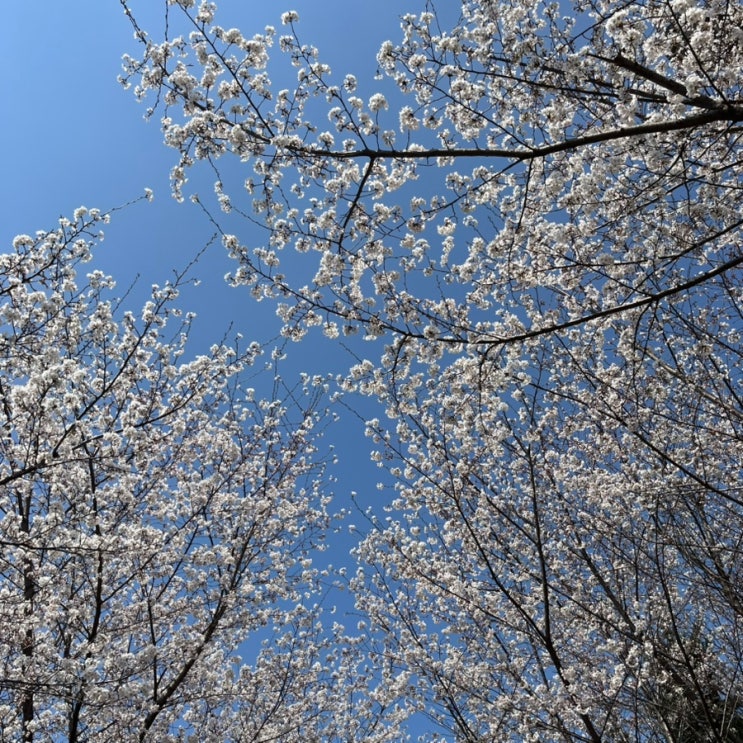 광주 광산구 벚꽃명소 추천 수완지구 원당산공원 벚꽃개화