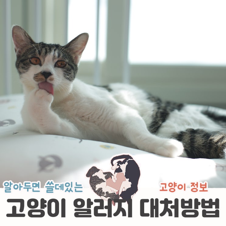  고양이 알러지 증상과 해결 방법