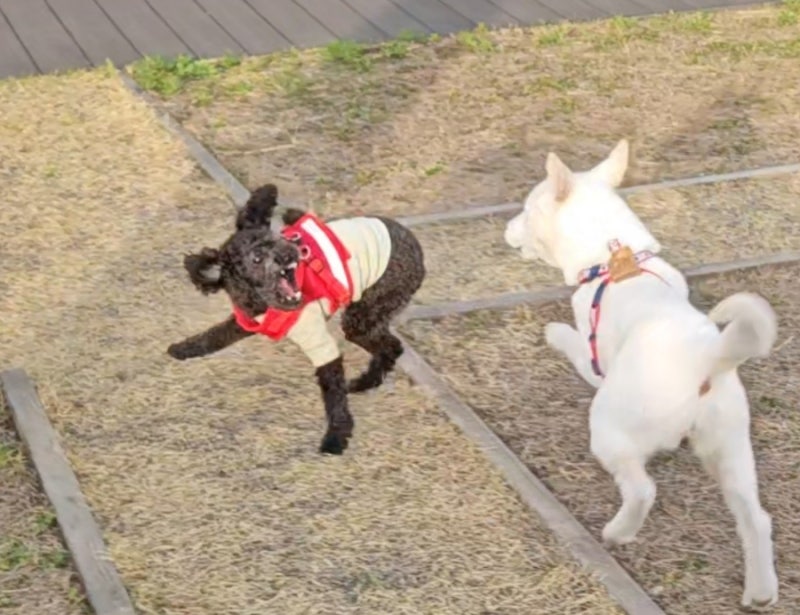[Yongin Pet-Friendly] Lotte Mall Suji Pet Park! An Off-Leash Dog Play Area