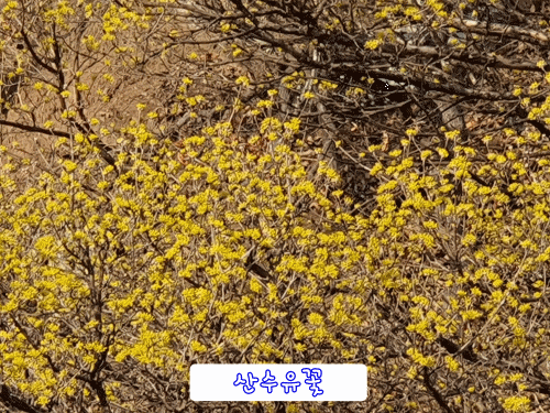  의성 산수유축제 의성 가볼만한곳 산수유마을