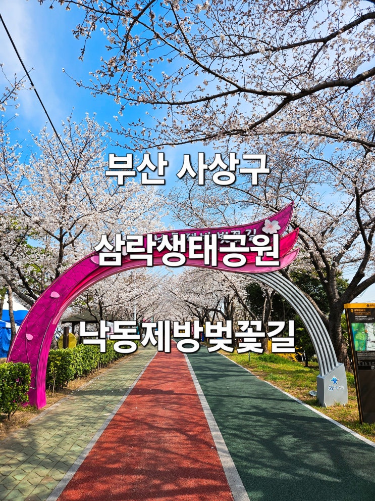  (2025년 4월 1일)부산 삼락생태공원 낙동제방벚꽃길 개화 현황