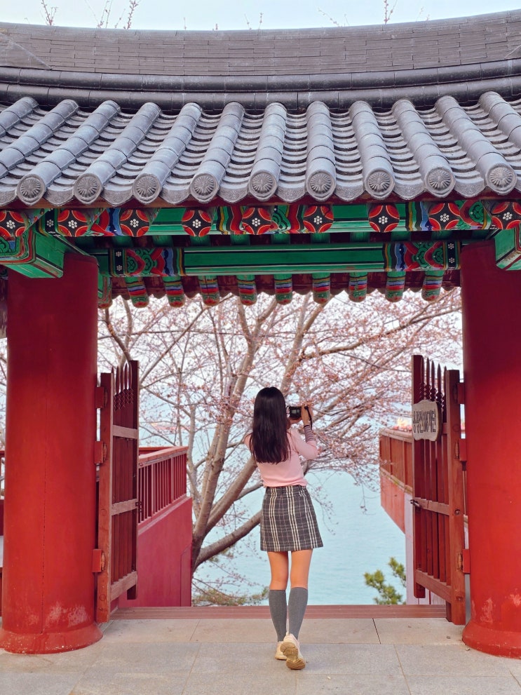  여수 벚꽃 명소 사찰, 여수 용월사 벚꽃 실시간 가볼만한 절