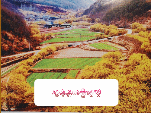  의성 산수유축제 의성 가볼만한곳 산수유마을