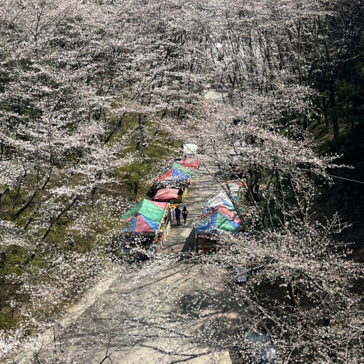  광주 벚꽃명소 중외공원 개화상황 벚꽃피크닉,놀이터,주차