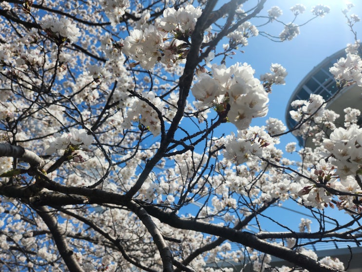  양산 황산공원 캠핑장 예약, 아이들과 벚꽃 캠핑 추천!