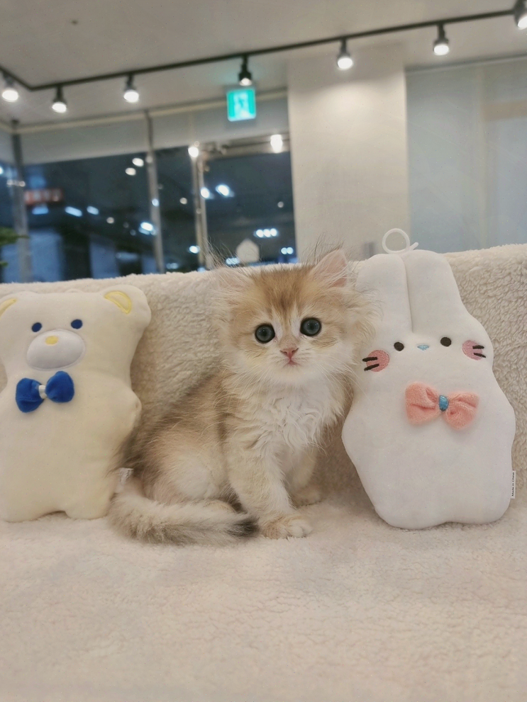  신혼부부의 선택인 대구고양이분양, 사랑스러운 반려묘 만나다