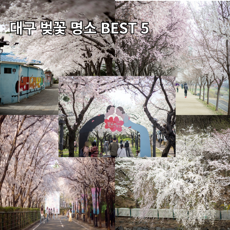  대구 벚꽃명소 BEST 5 금호강 생태공원 욱수골 그 외