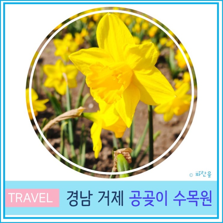  거제 수선화 공곶이 수목원 실시간 개화상태 경남 봄꽃 여행 나들이