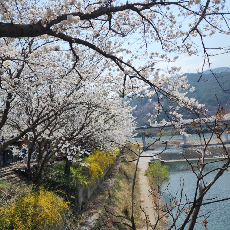 하동 화개장터 벚꽃 개화시기, 주차정보, 그리고 깊은 역사까지 한 번에 돌아보기