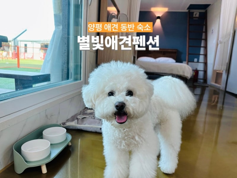 양평 애견 동반 숙소 추천 별빛애견펜션 바베큐 불멍 조식